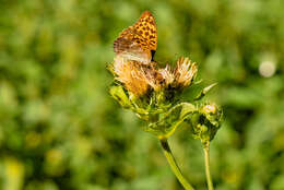 Image of Cabbage Thistle