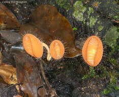 Image of Cookeina tricholoma (Mont.) Kuntze 1891