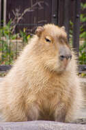 Image of Capybaras