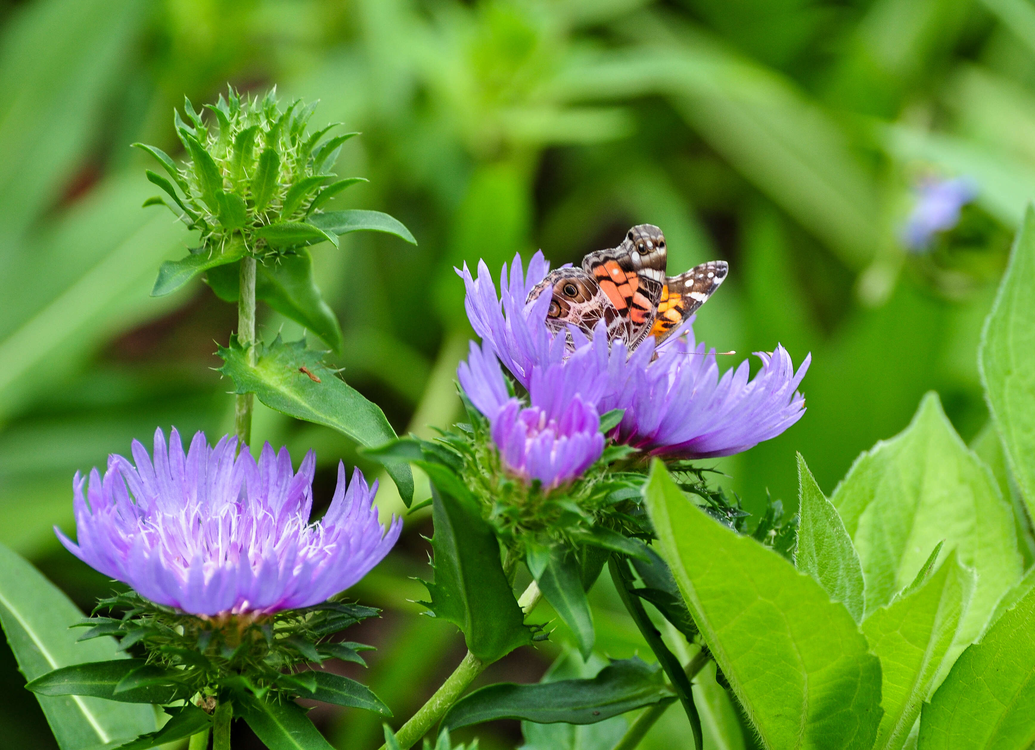 Image of Stokesia