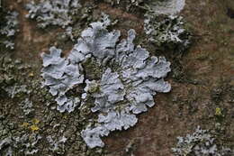 Image of Hammered shield lichen