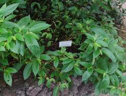 Image of Begonia ulmifolia Willd.