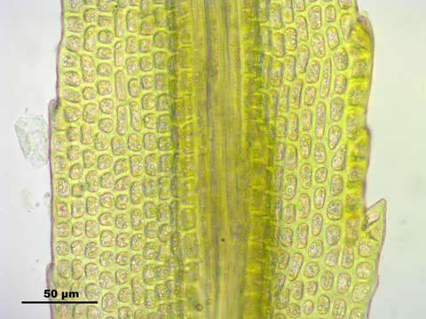 Image of oncophorus moss