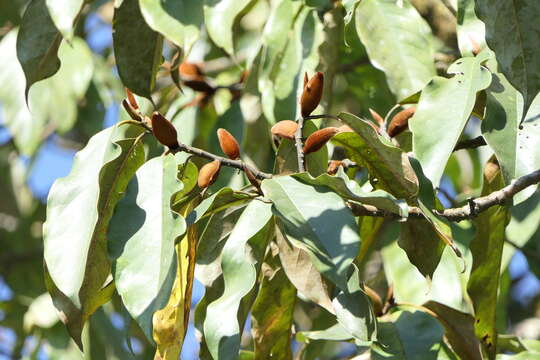 Image de Magnolia doltsopa (Buch.-Ham. ex DC.) Figlar