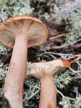 Image of Rufous Milkcap