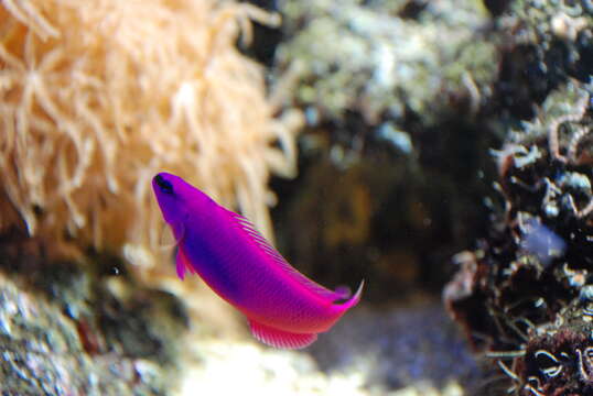 Image de Pseudochromis de Mer Rouge