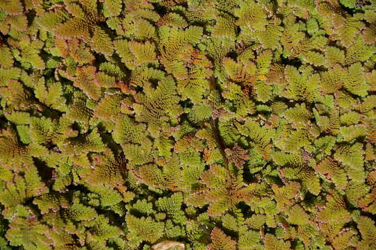 Image of Mosquito fern