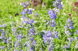 Image of Anthophora retusa (Linnaeus 1758)