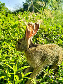 Imagem de Lepus nigricollis F. Cuvier 1823