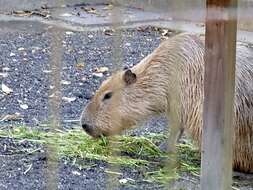 Image of Capybaras