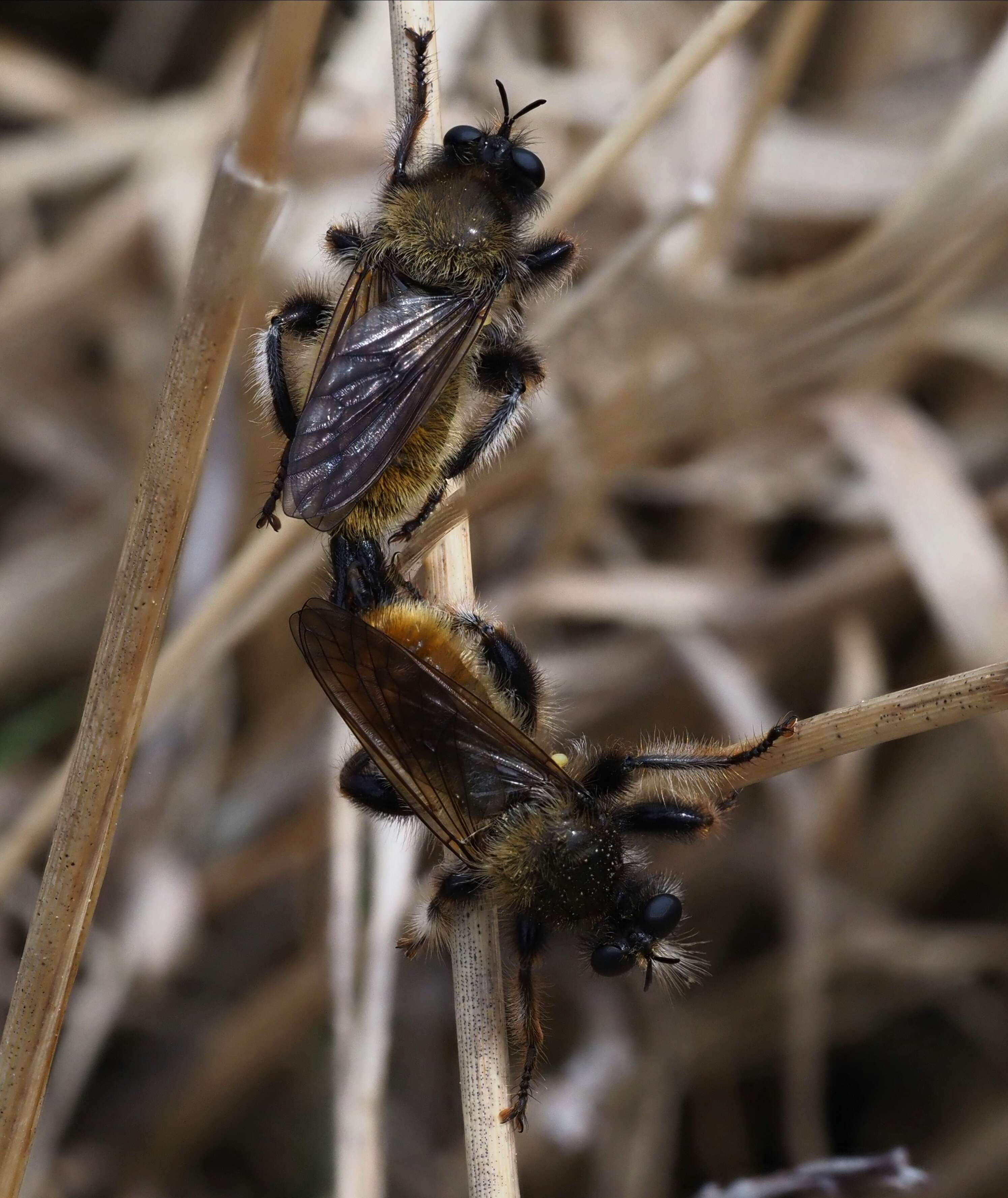 Image of Laphria flava (Linnaeus 1761)