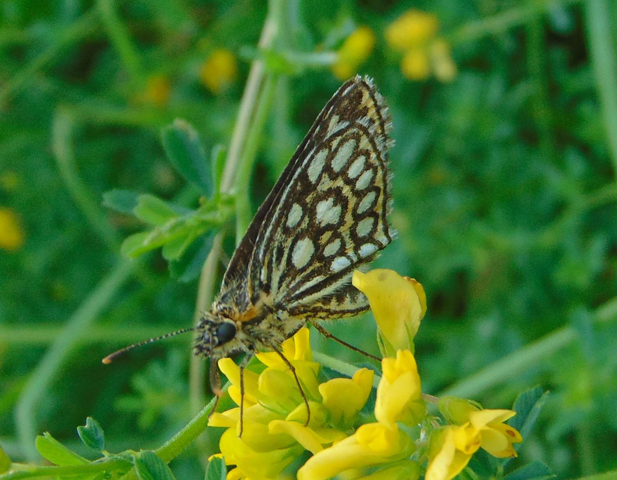 Image de Heteropterus