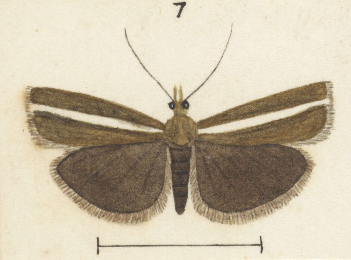 Image of Orocrambus aethonellus Meyrick 1882