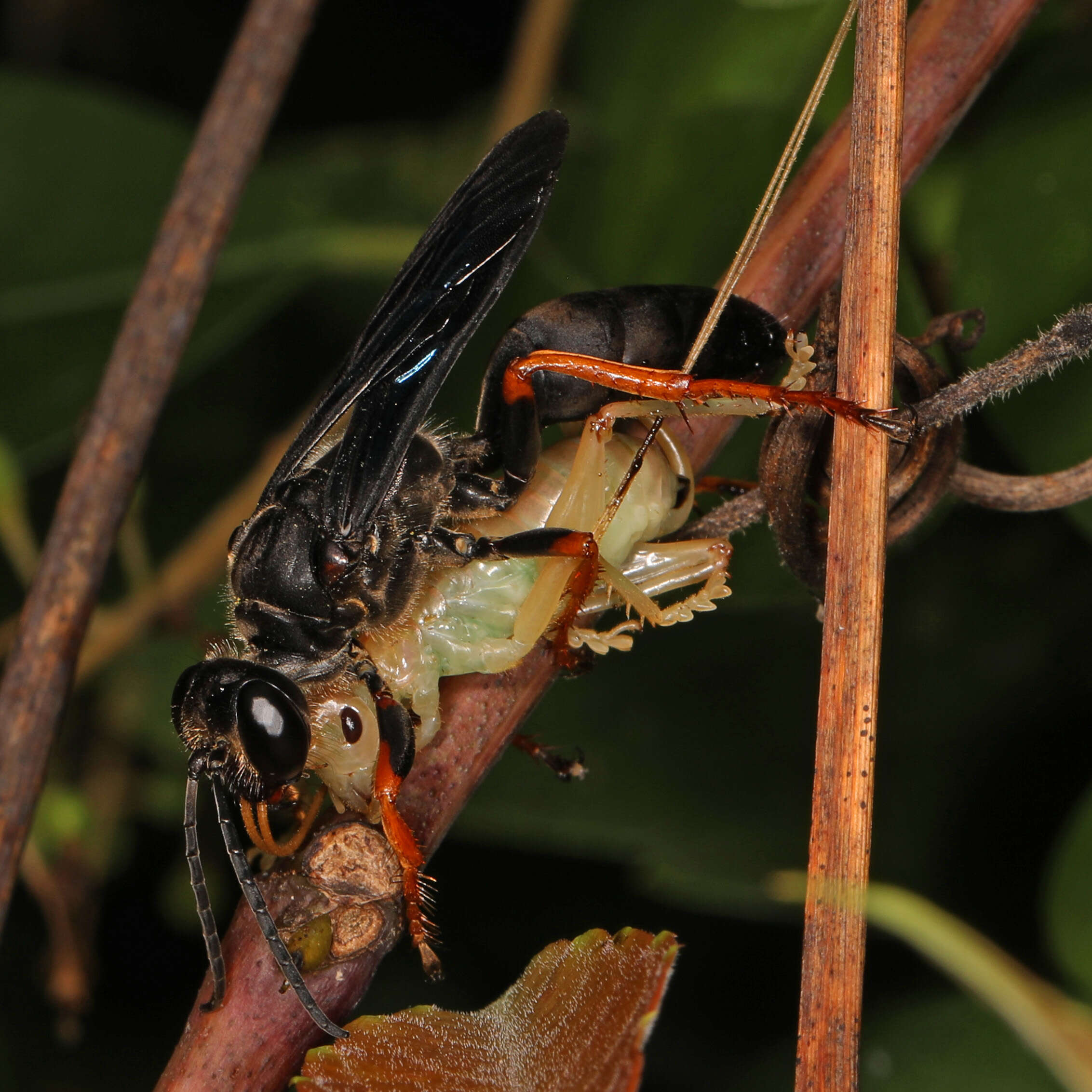 Image of Katydid Wasp