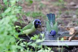 Image of Green Jay