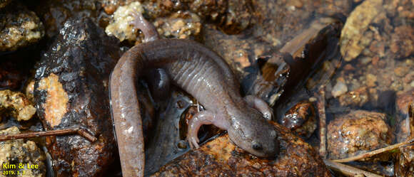 Image of Chinese Salamander