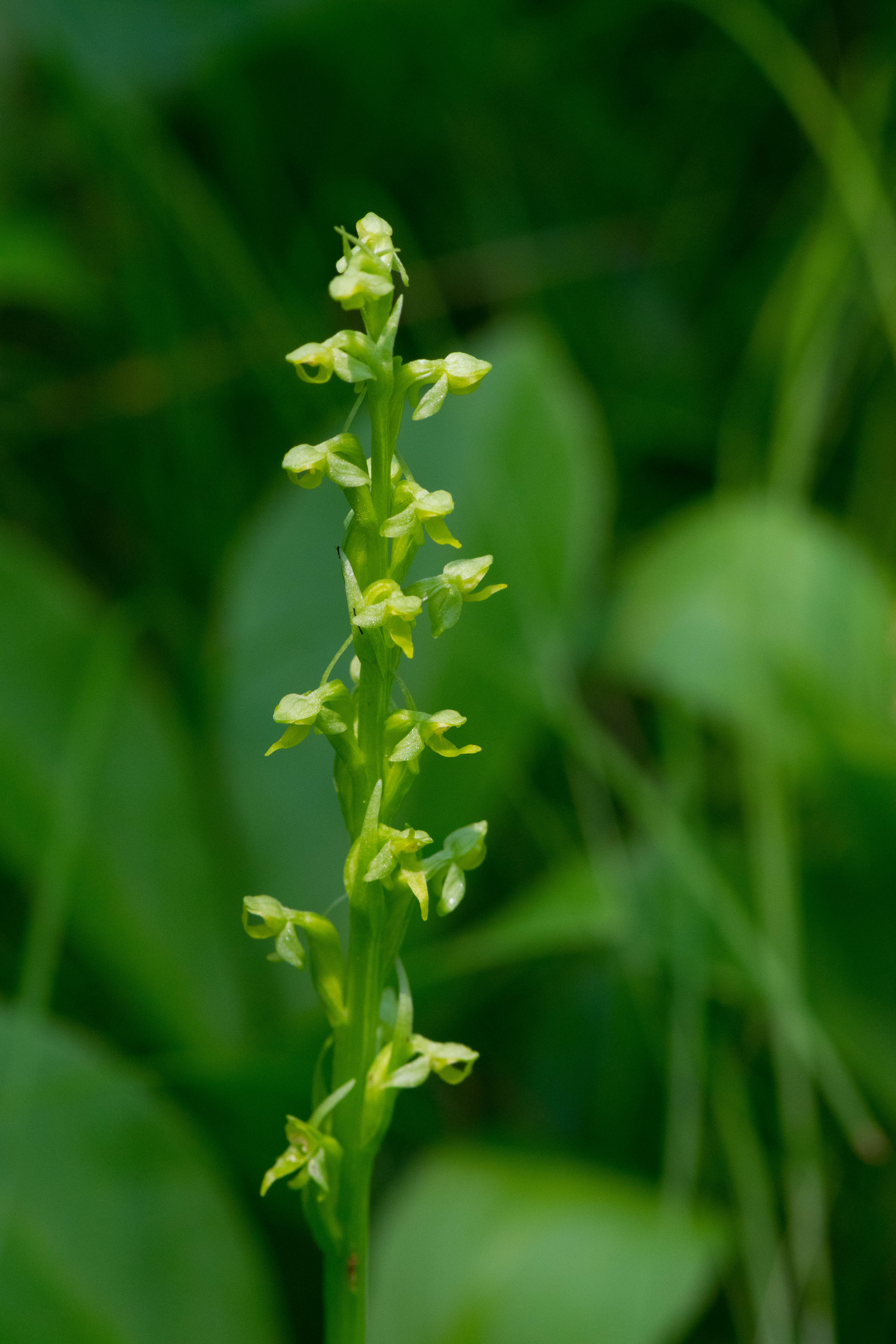 Image of Huron green orchid