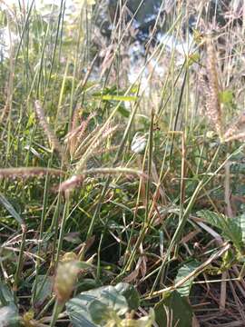 Image of swollen fingergrass