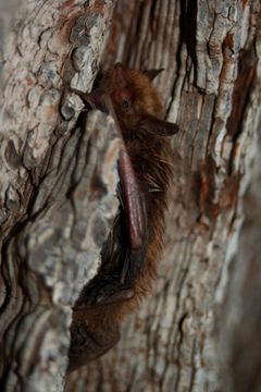 Image of <i>Myotis planiceps</i> Baker 1955