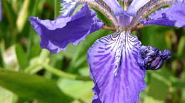 Image of wall iris