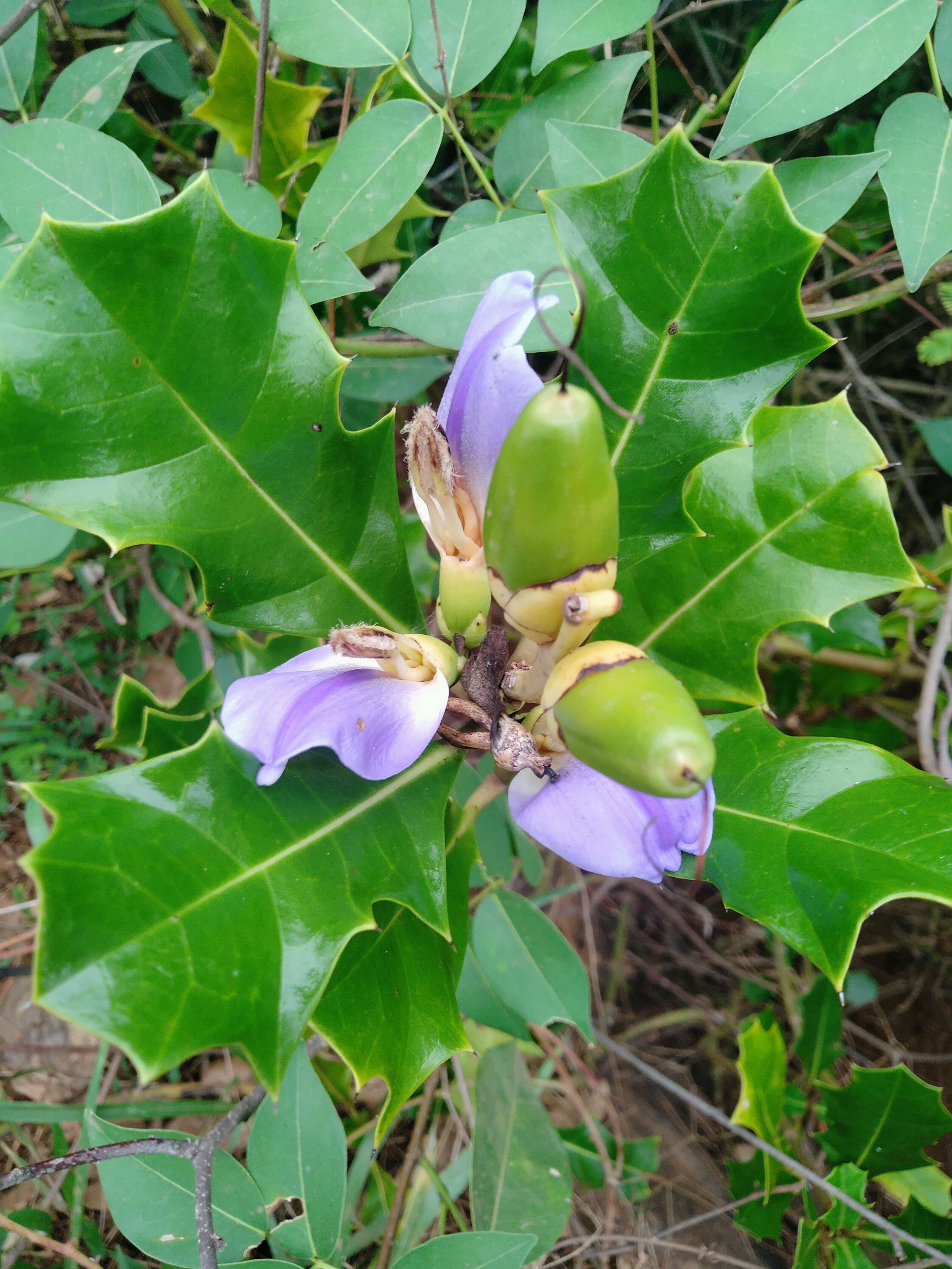 Image of Acanthus