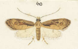 Image of Atomotricha isogama Meyrick 1909