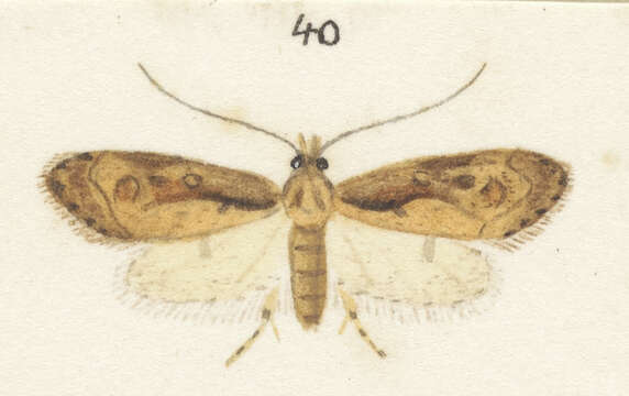 Image of Atomotricha isogama Meyrick 1909