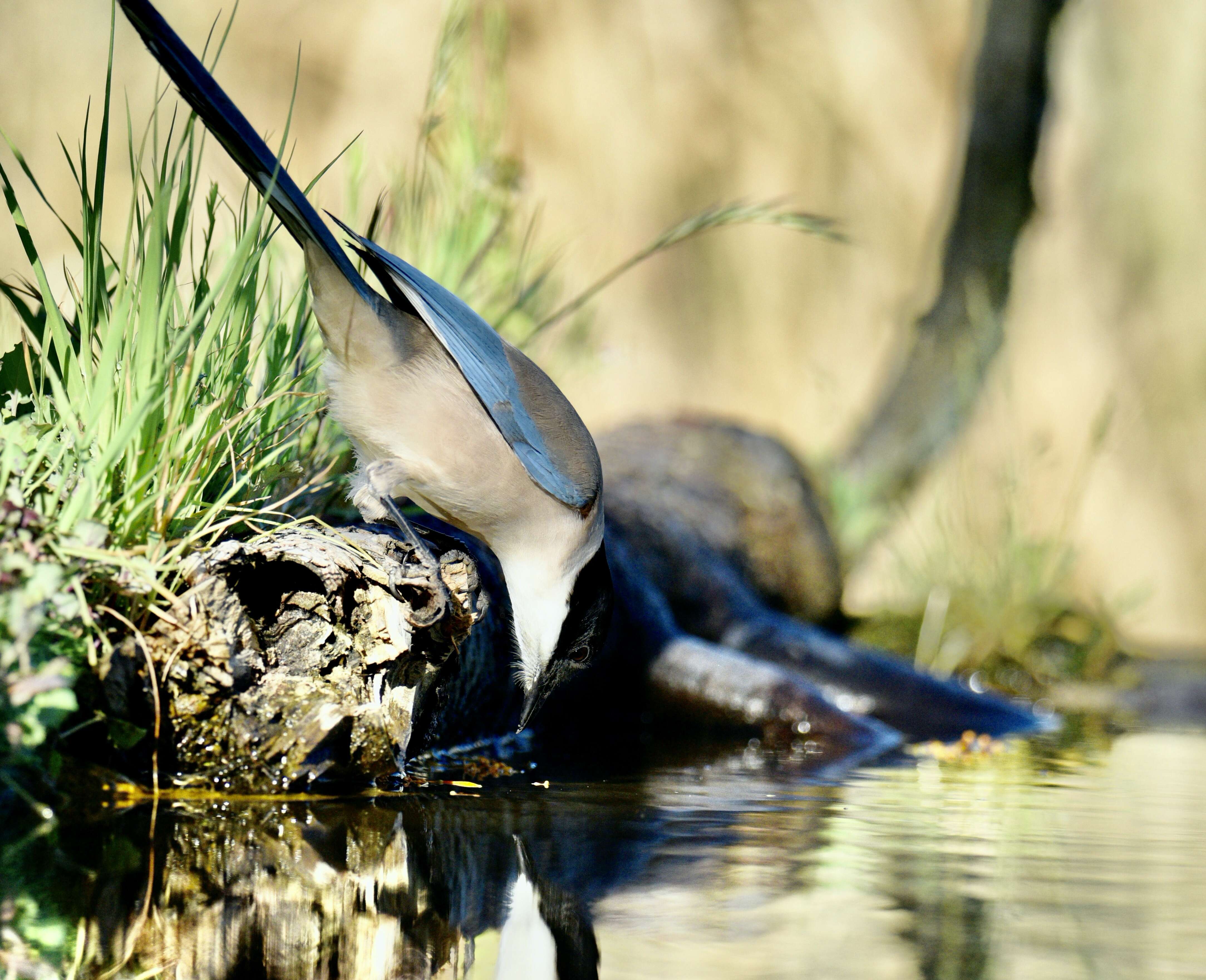 Image of Iberian Magpie