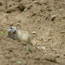 Image of Perote Ground Squirrel