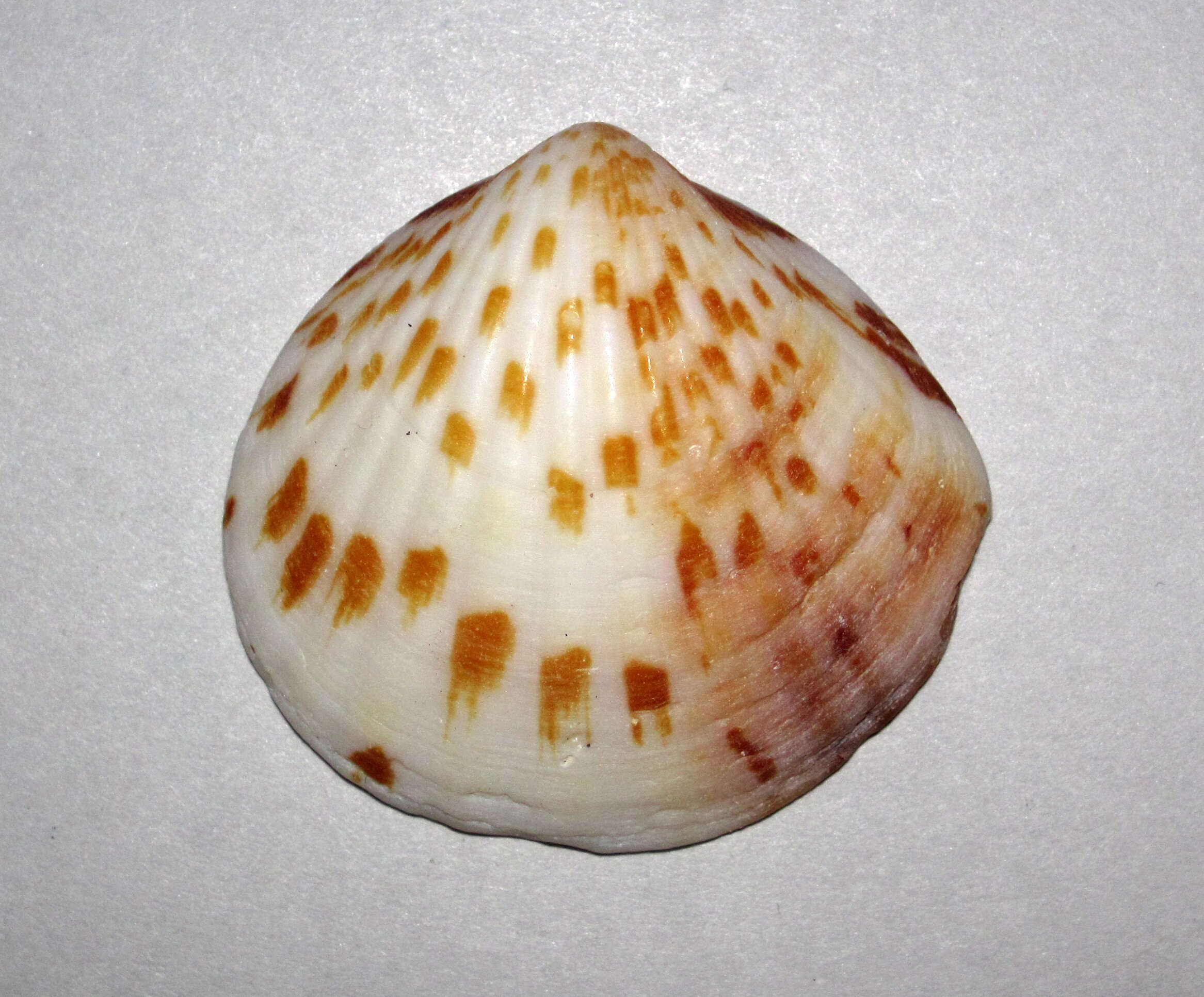 Image of Tucetona pectinata (Gmelin 1791)