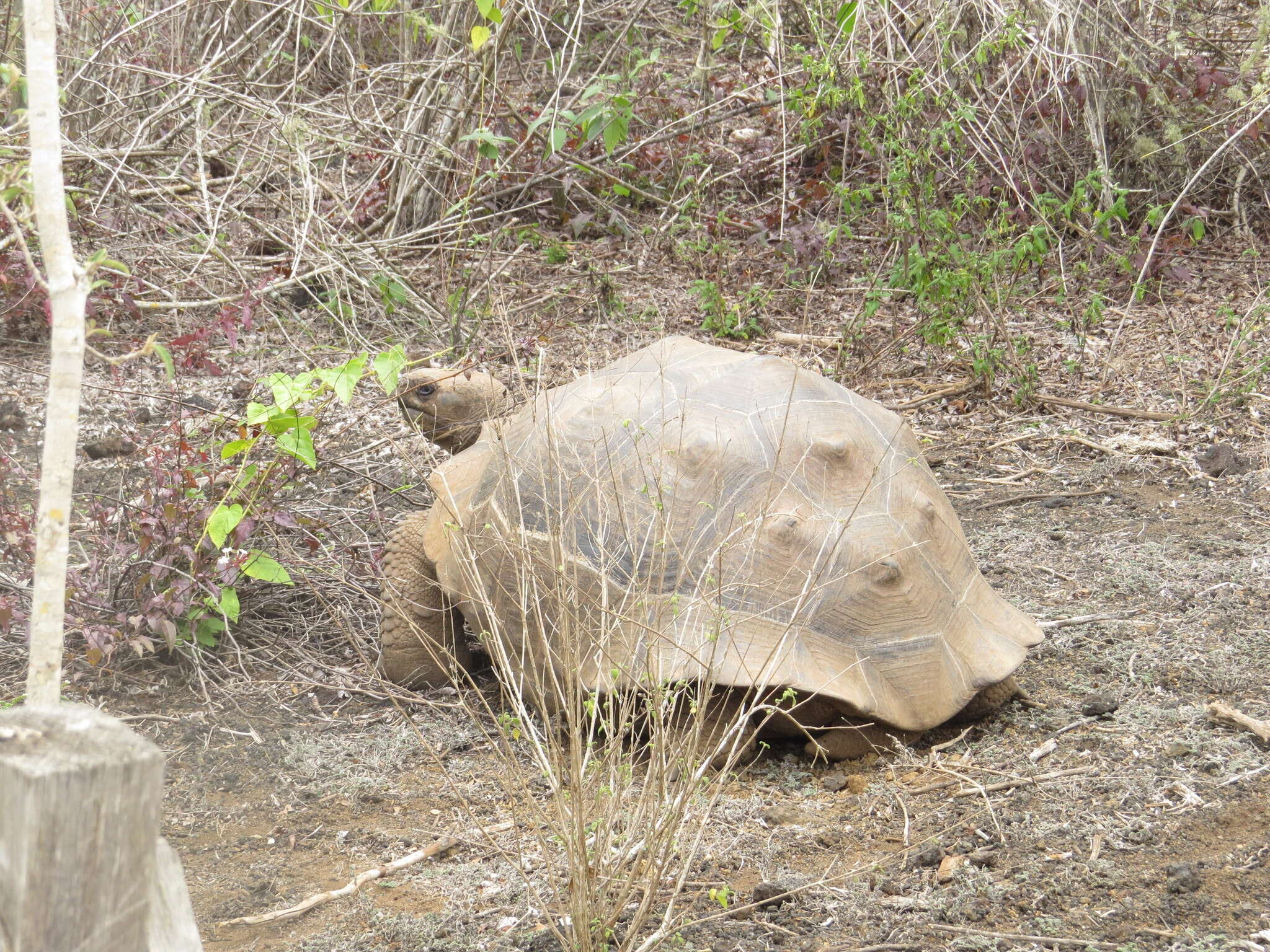 Image of Sierra Negra giant tortoise