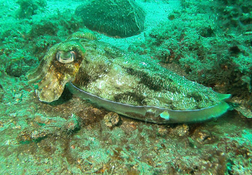 18.https www inaturalist org photos 2967183.580x360