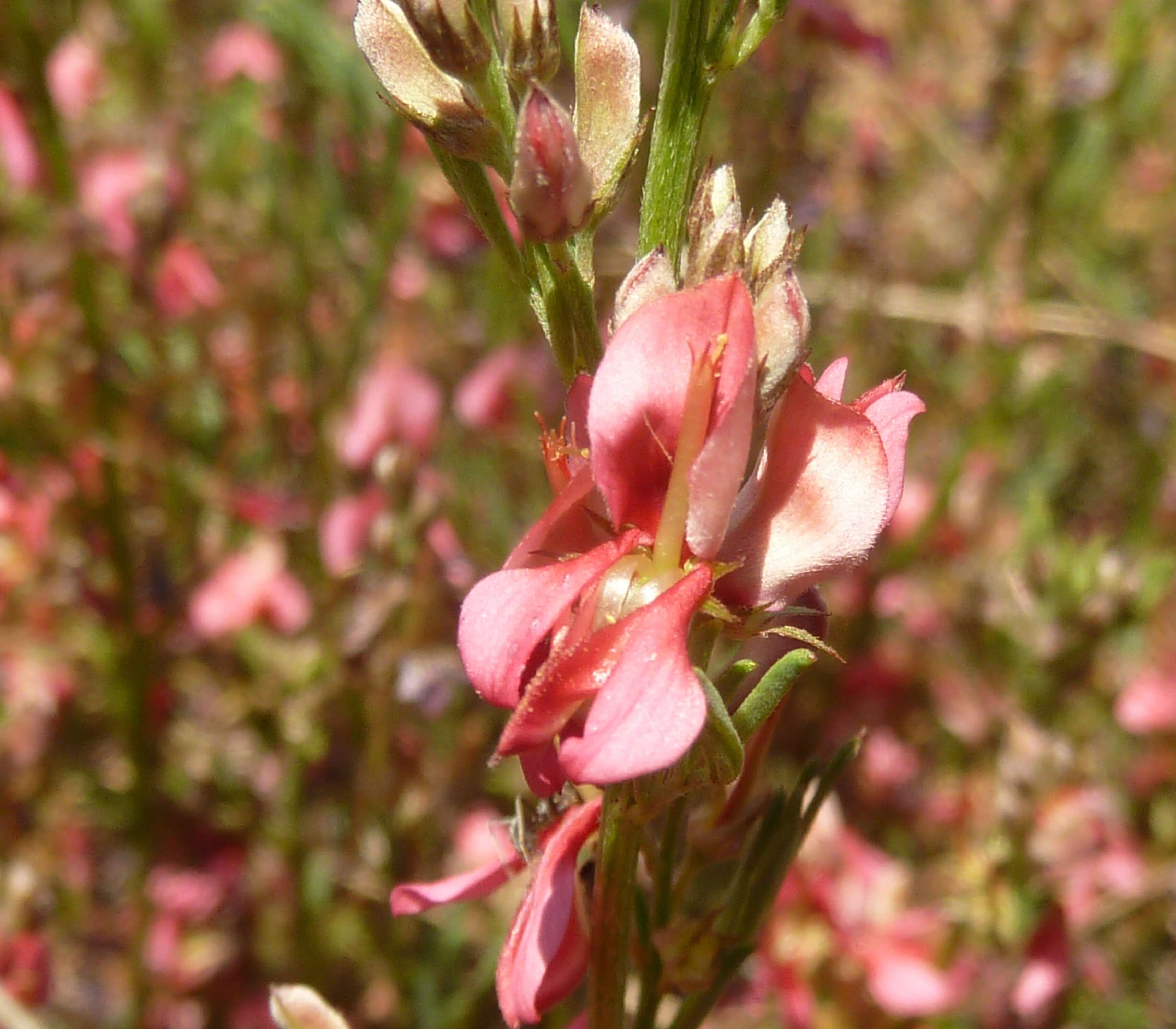 Indigofera hilaris Eckl. & Zeyh.的圖片