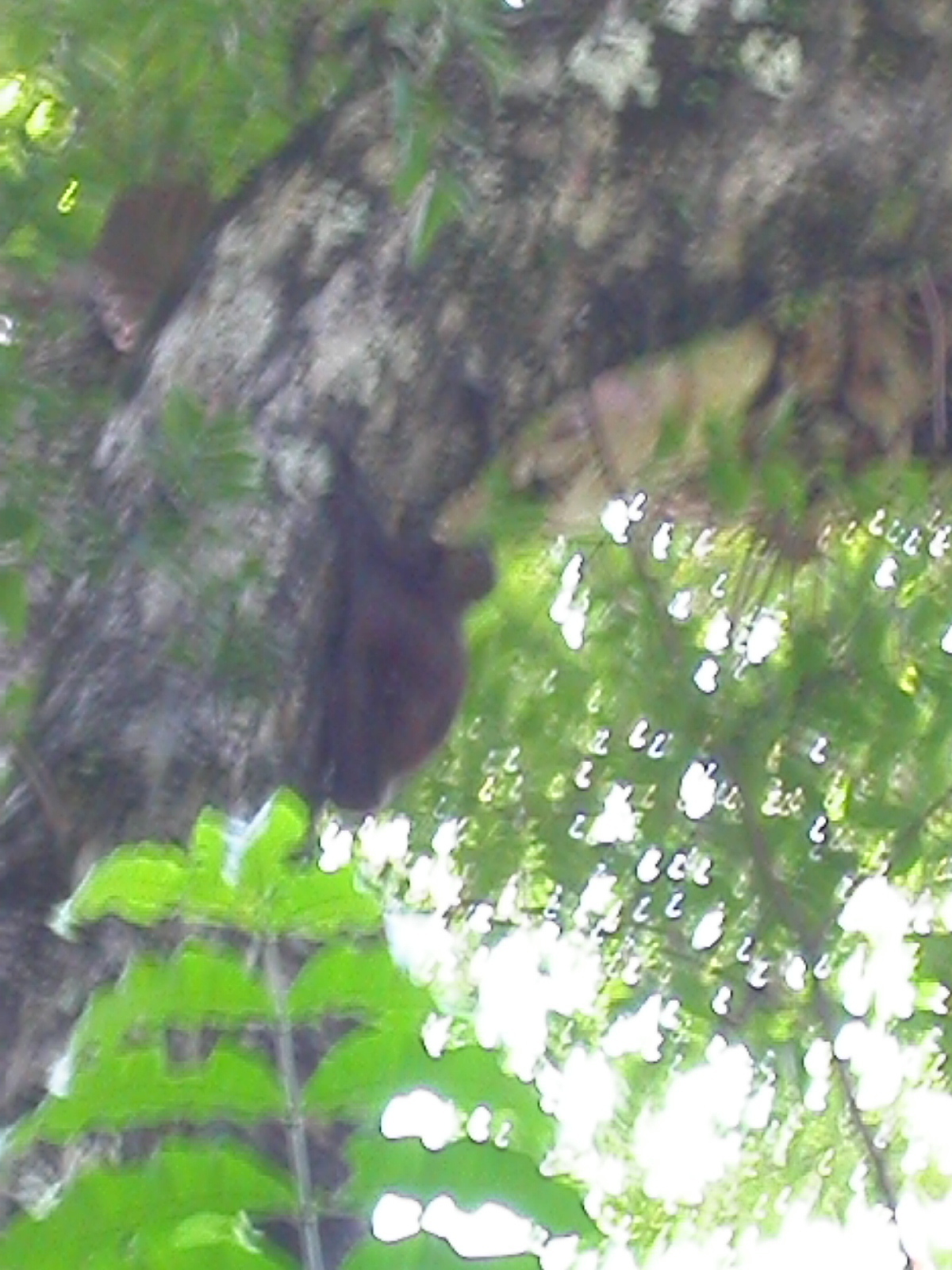 Image of Malayan Flying Lemur