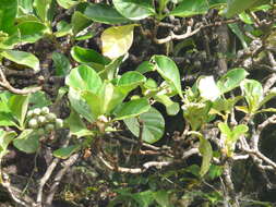 Image of Fagraea ceilanica Thunb.