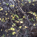 Image of <i>Styrax officinalis</i>