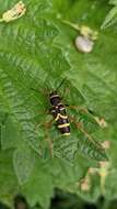 Image of Wasp beetle