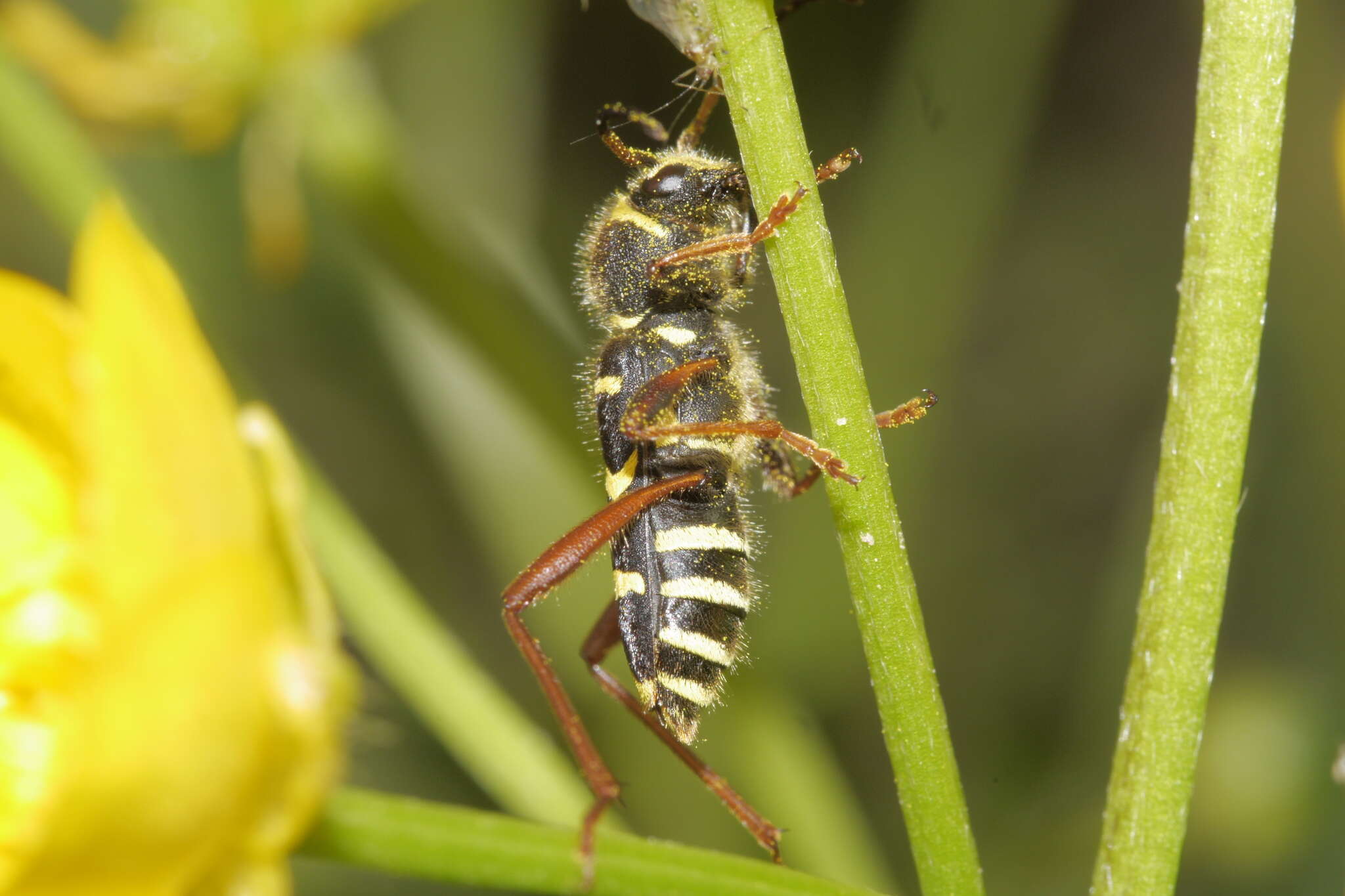 Image of Wasp beetle