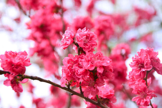 Imagem de Prunus campanulata Maxim.