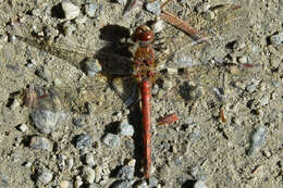 Image of Common Darter