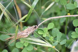 صورة Synema globosum (Fabricius 1775)