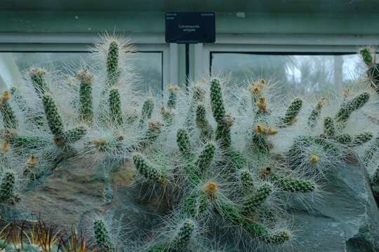 Image de Cylindropuntia whipplei (Engelm. & J. M. Bigelow) F. M. Knuth