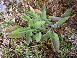 Image of Hieracium caesium (R. E. Fr.) R. E. Fr.