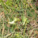 Image of <i>Vicia hybrida</i>