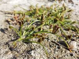 Image of Cyperus pannonicus Jacq.