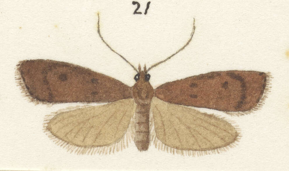 Image of Phaeosaces apocrypta