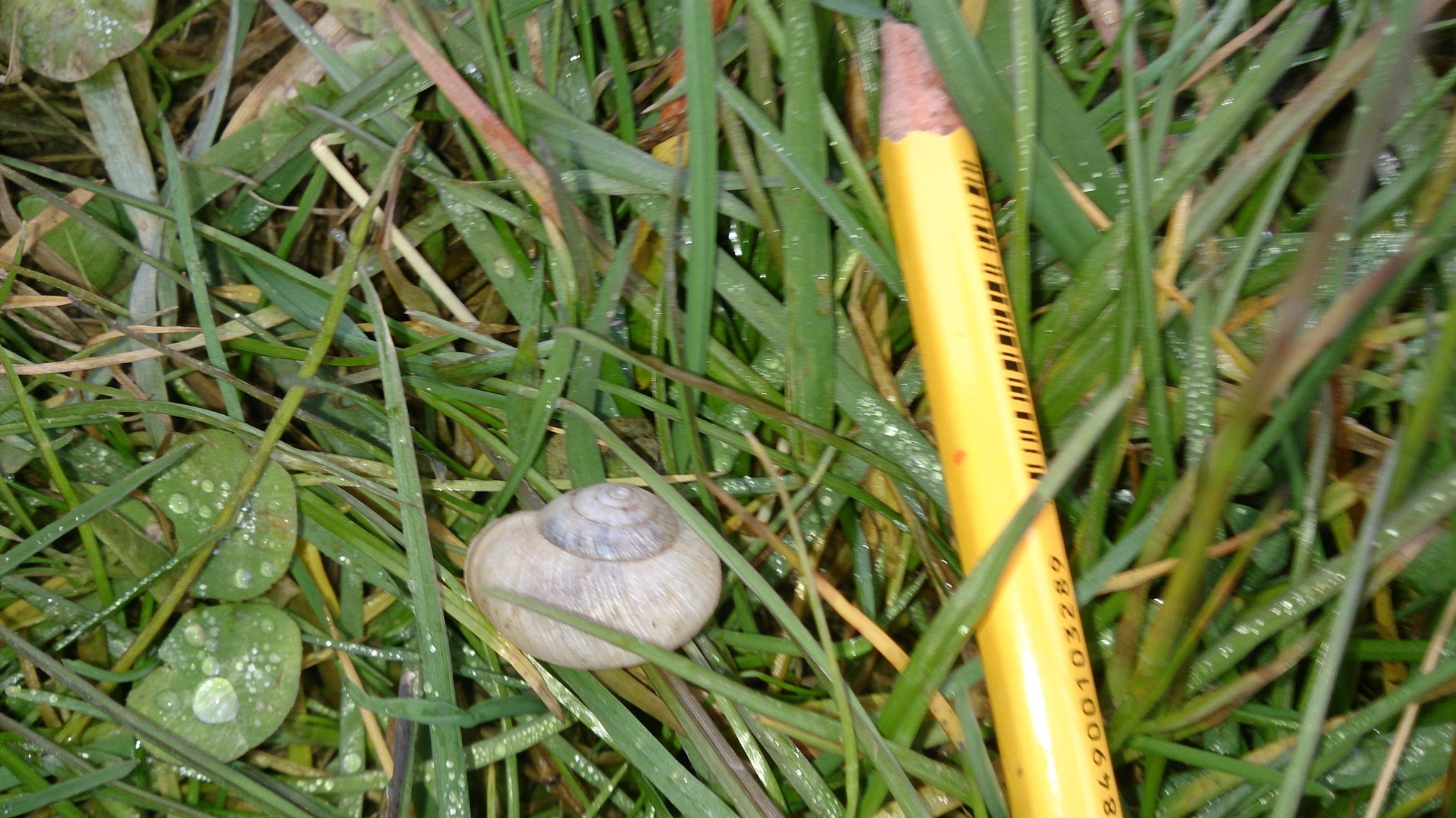 Image of Kentish gardensnail