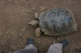 Image of Sierra Negra giant tortoise