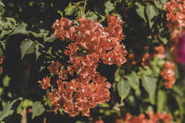 Слика од Bougainvillea