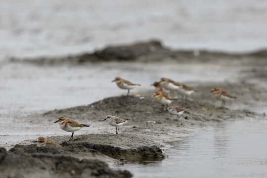 Charadrius bicinctus Jardine & Selby 1827 resmi